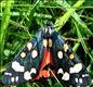 2068 (72.029) Scarlet Tiger